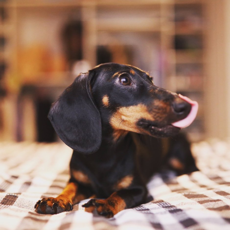 Пятнистая такса