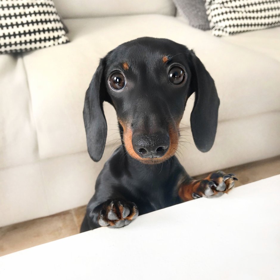 Сонная такса