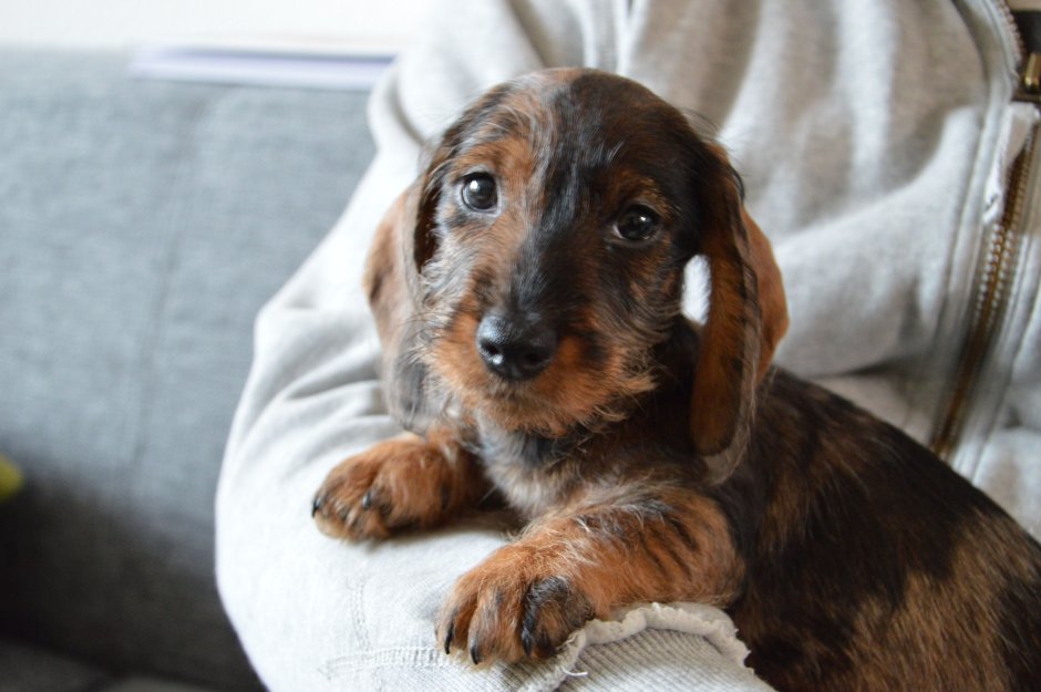 Кроличья такса жесткошерстная тигровая