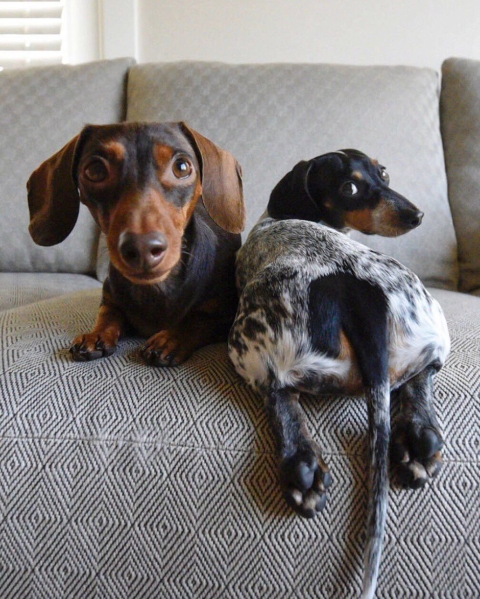 Детеныш таксы