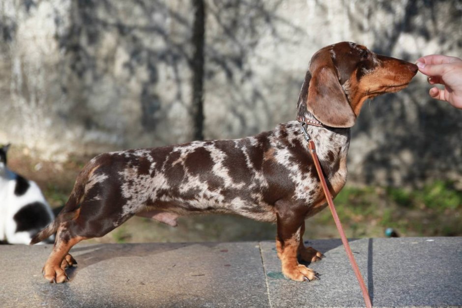 Мраморная карликовая такса