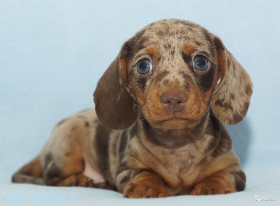 Кроличья такса мраморная