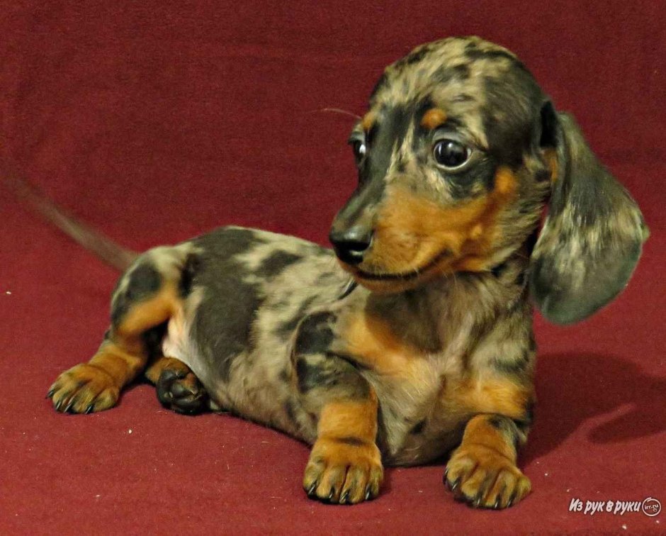 Мраморная карликовая такса