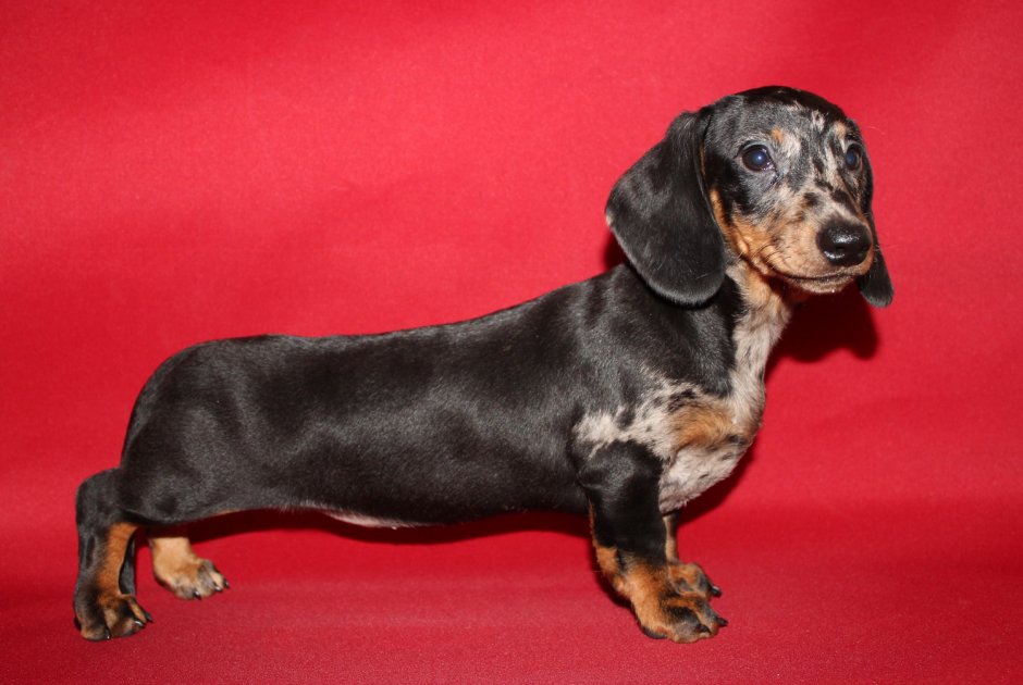 Такса мраморная гладкошерстная