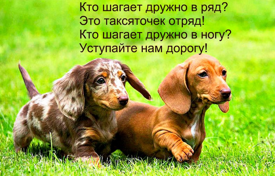 Карликовая такса