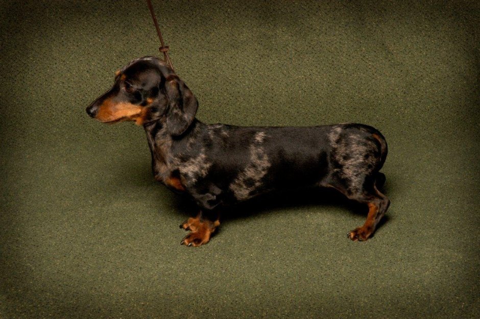 Такса стандартная карликовая и кроличья