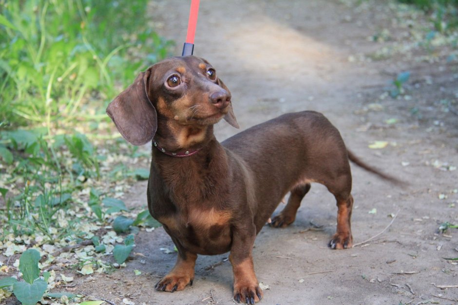 Кроличья такса