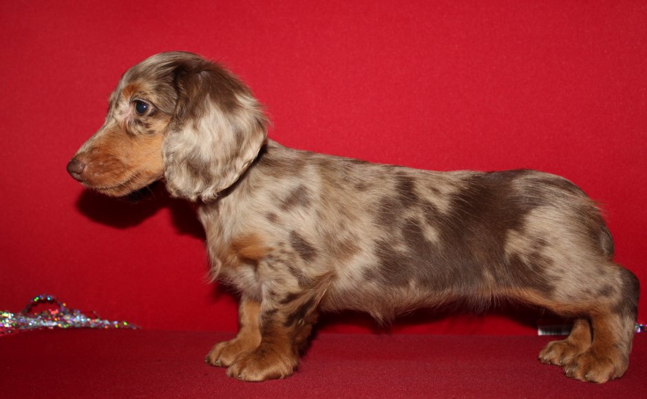 Такса кроличья жесткошерстная