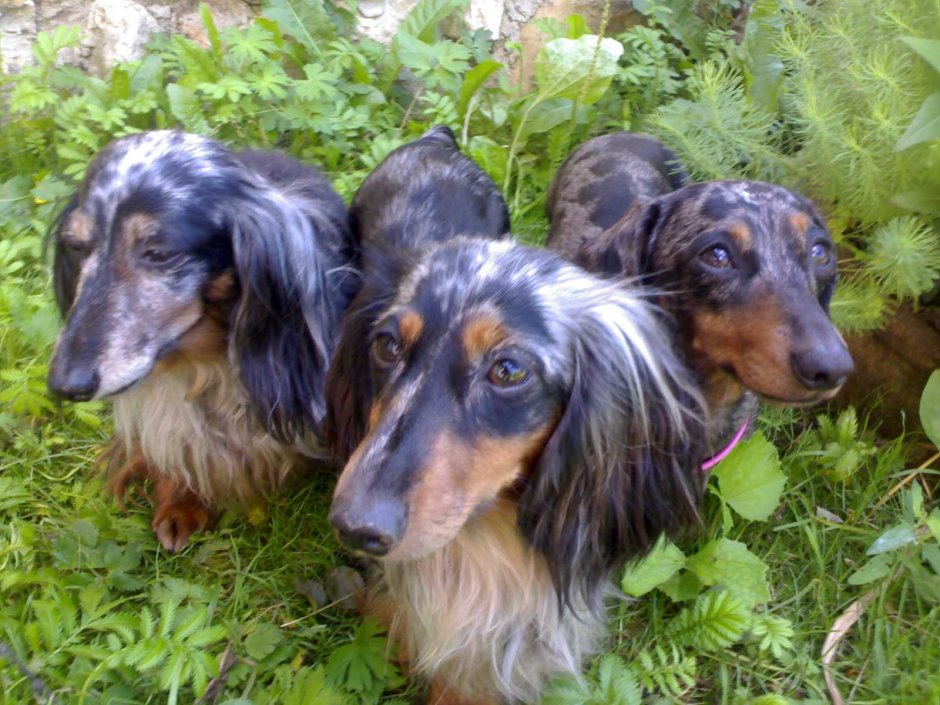 Кроличья такса мраморная