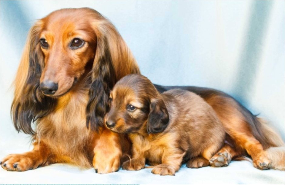 Кроличья такса длинношерстная