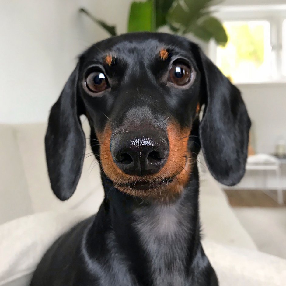 Пятнистая такса