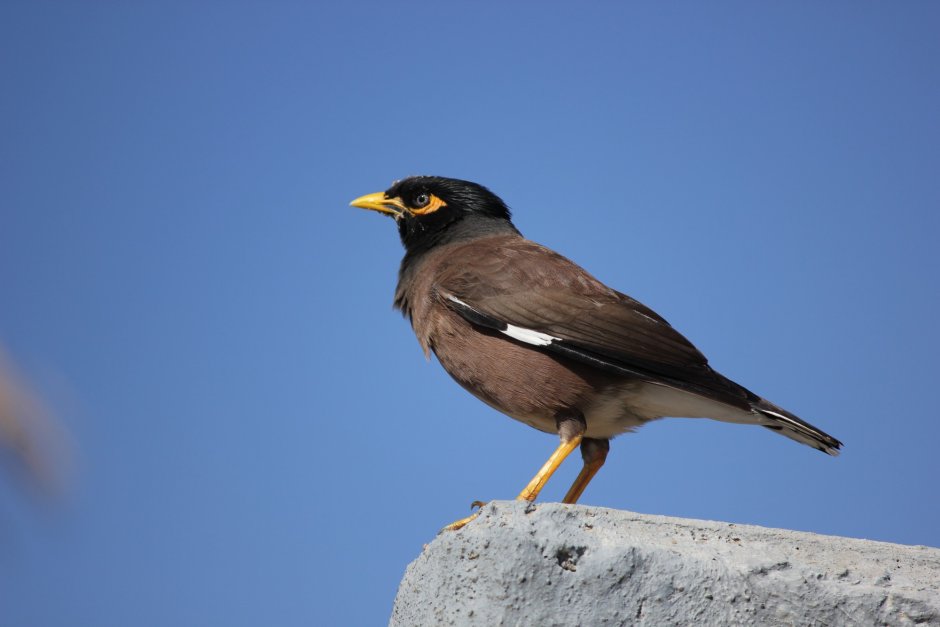 Майна обыкновенная (common Myna).