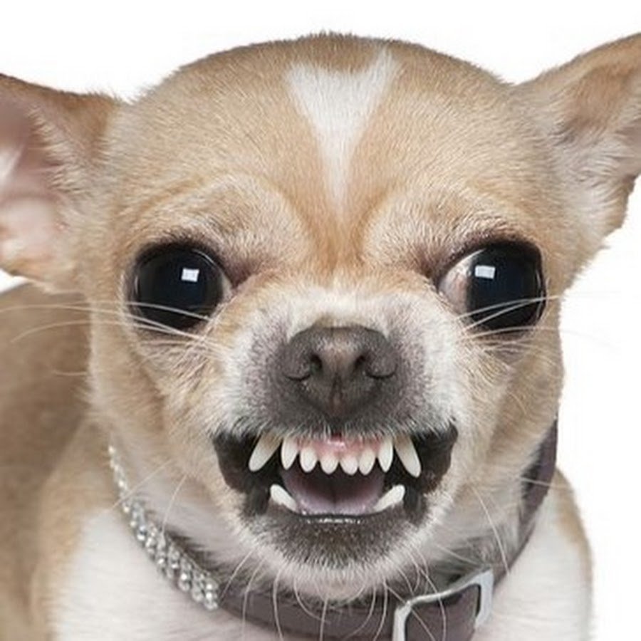 Чихуахуа скалится