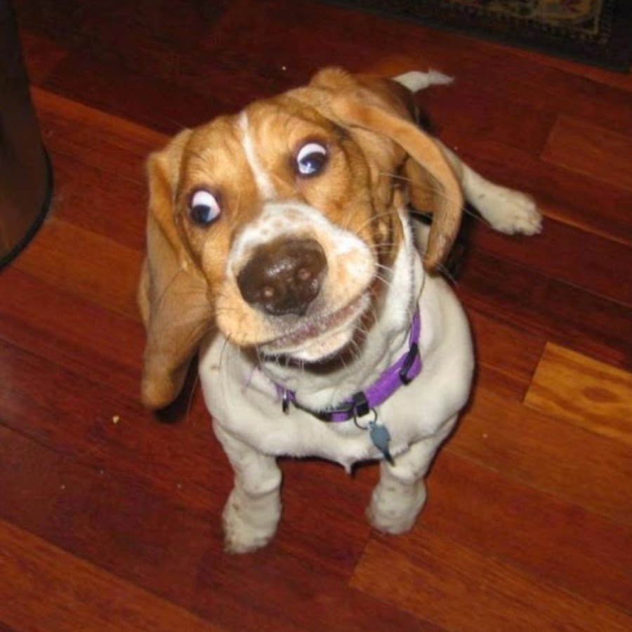 Чихуа на черном фоне