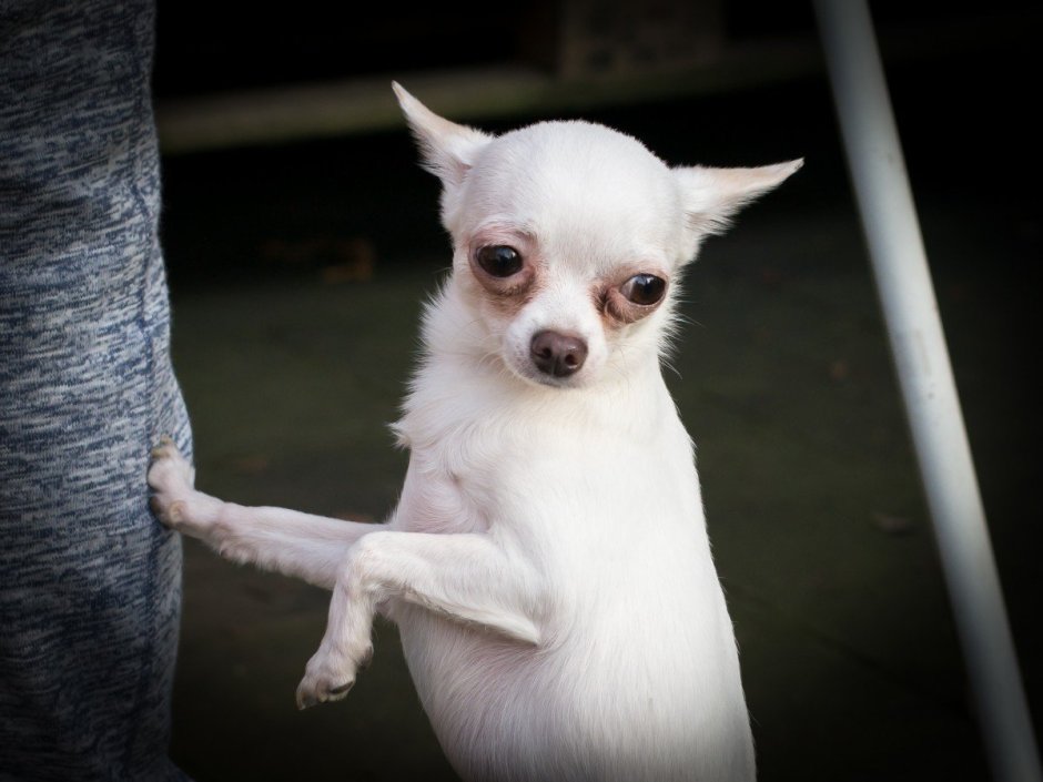 Собака дворняжка