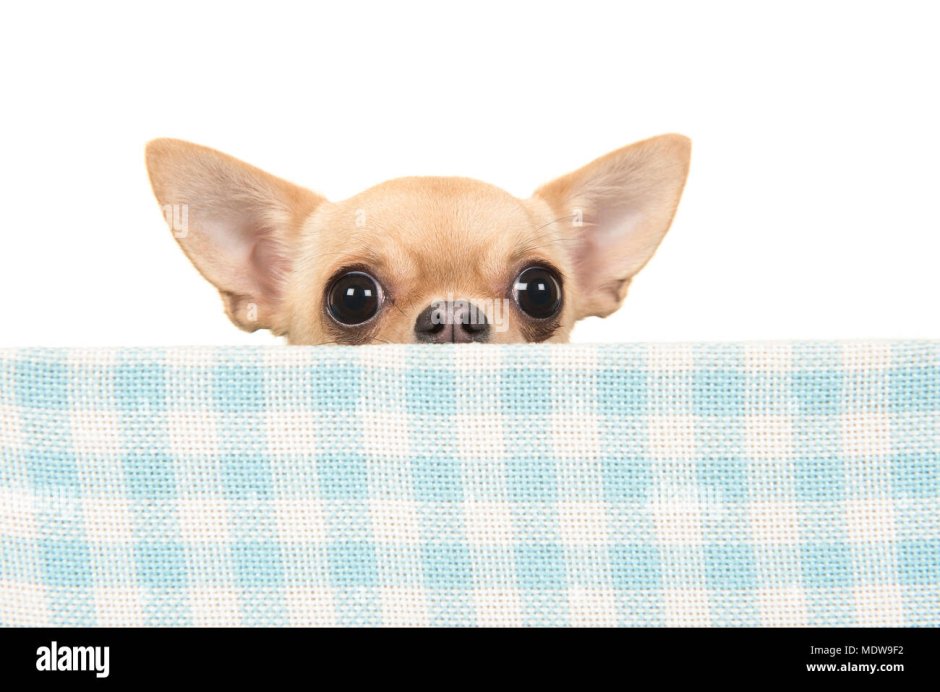 Чихуахуа лает