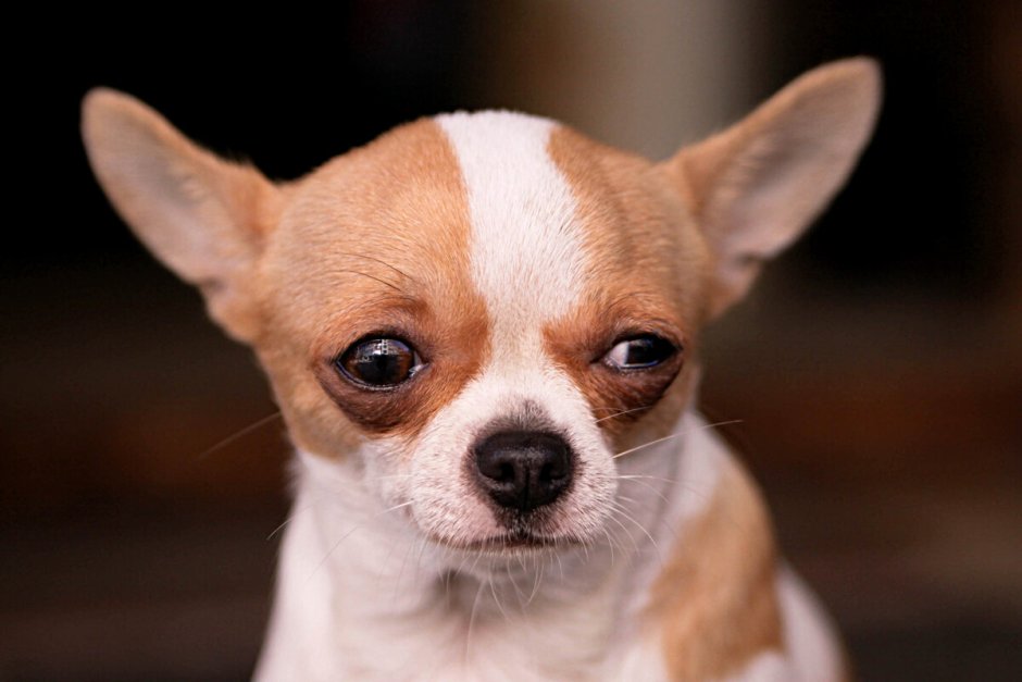 Чихуахуа с висячими ушами