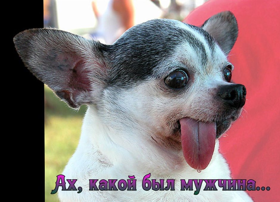 Собака с большими глазами