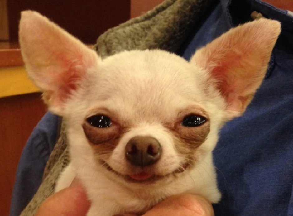 Чихуахуа карманная бесшерстная