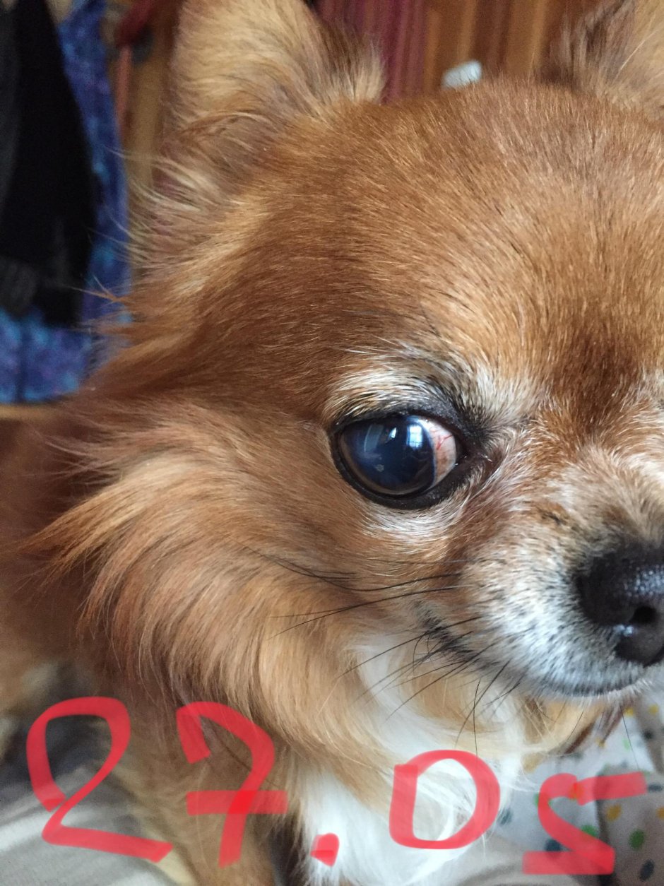 Косоглазая чихуахуа