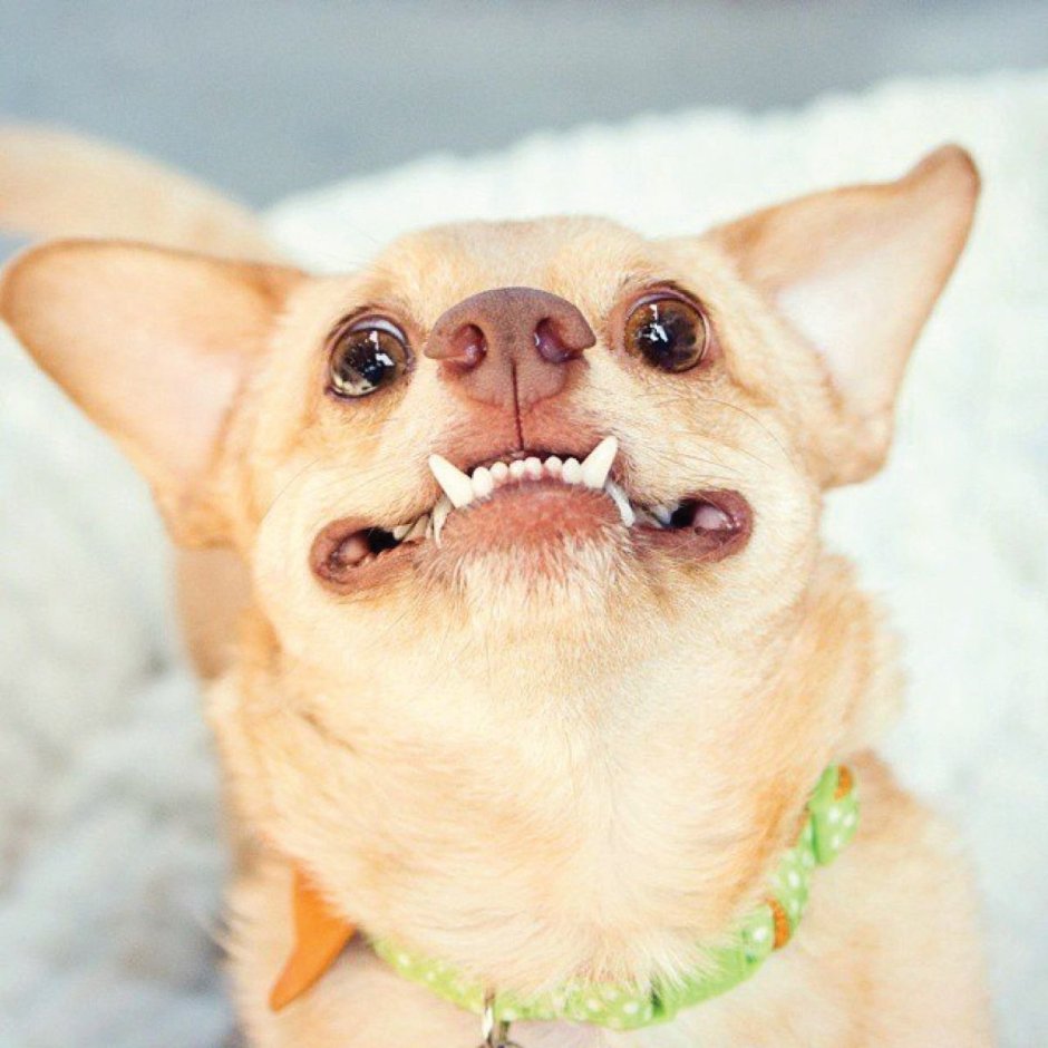 Чихуахуа мини пучеглазые