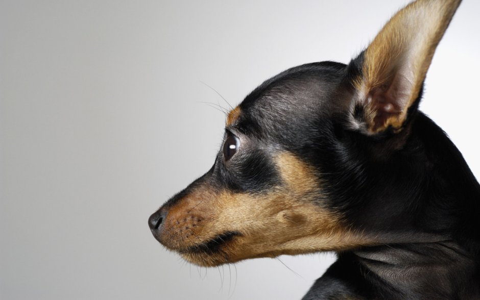 Маленькая злая собака