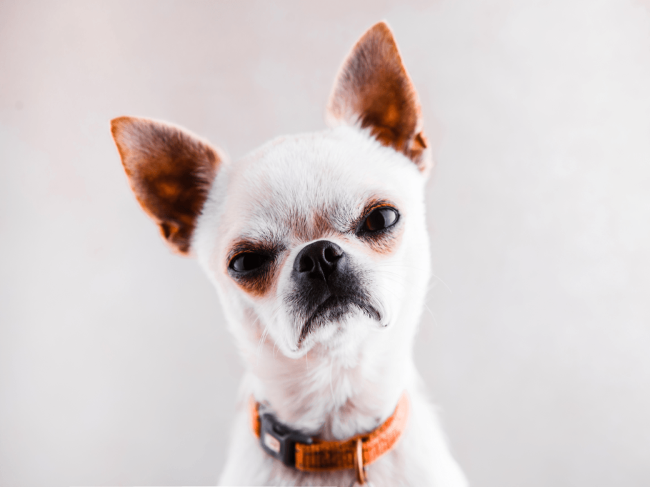 Плачущий чихуахуа