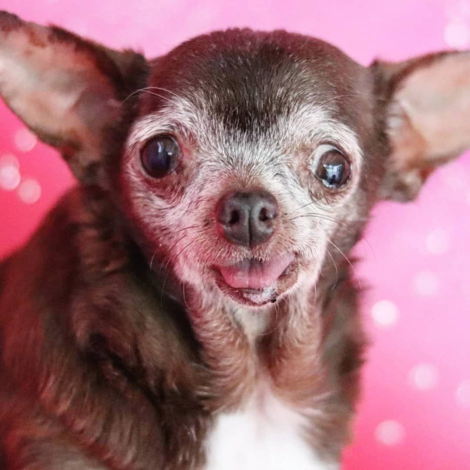 Рекс чихуахуа