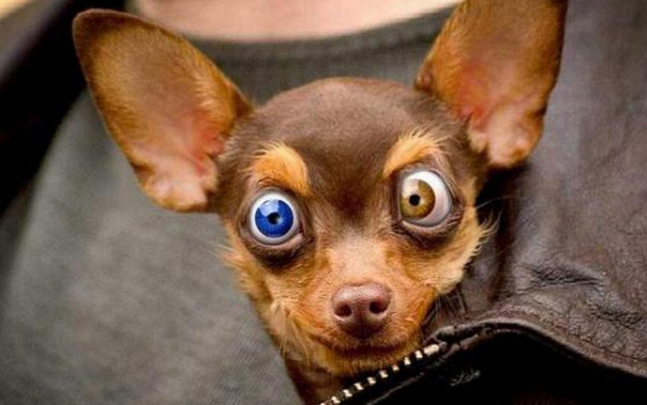 Породы собак которые любят купаться