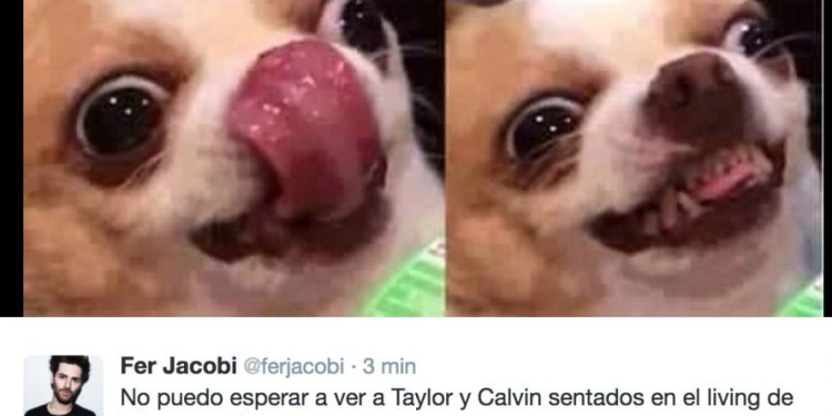 Собака с зелеными глазами