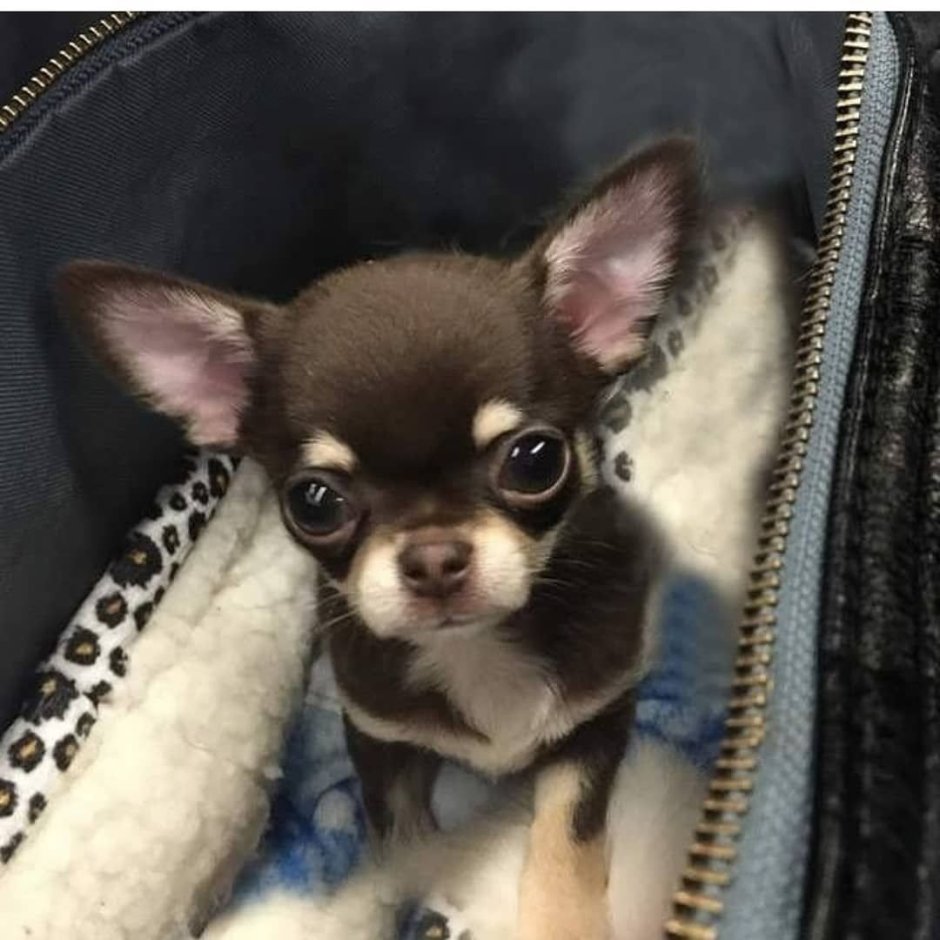 Той терьер короткошерстный