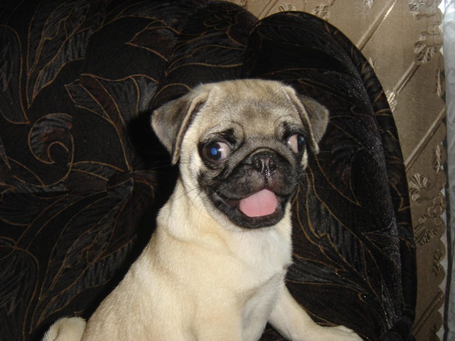 Чихуахуа облизывается