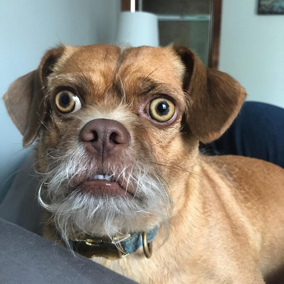 Чихуахуа смеется