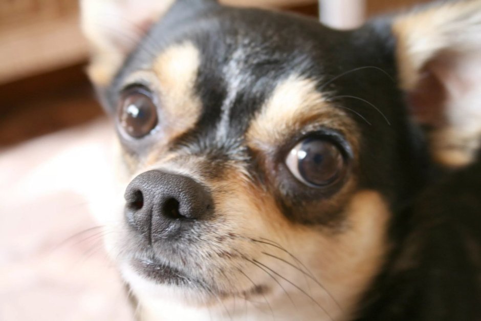 Собачка с выпученными глазами