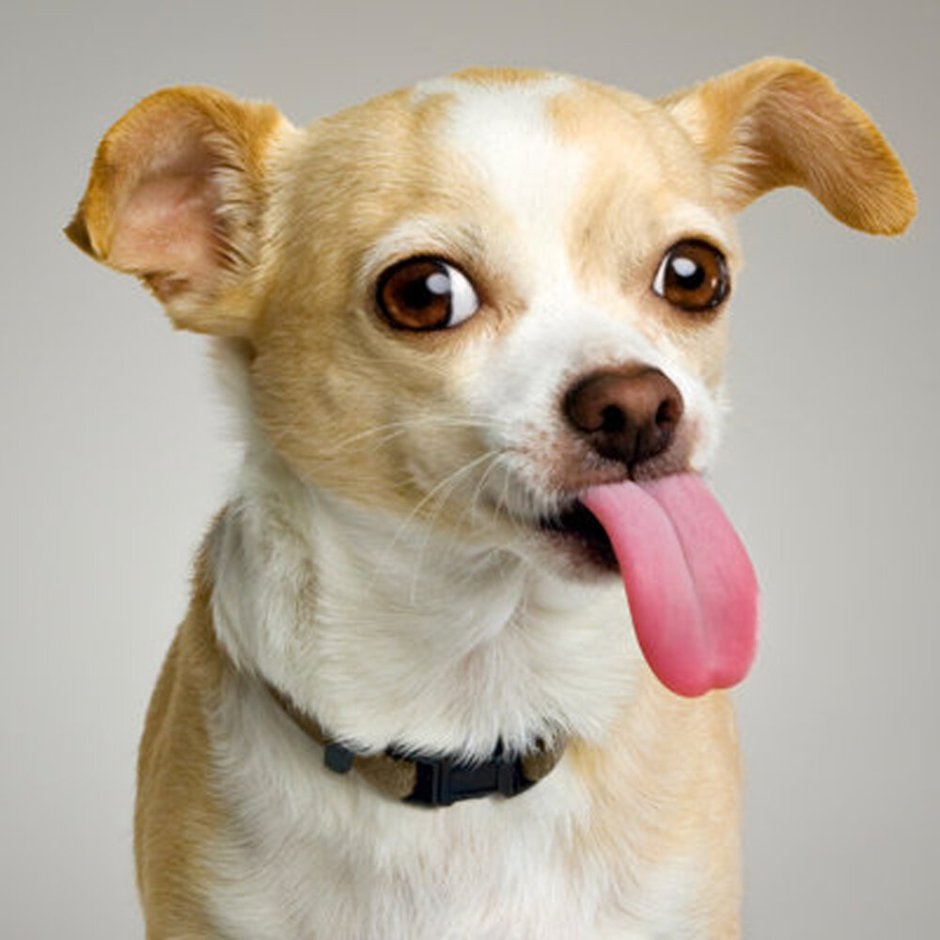 Чихуахуа Милли