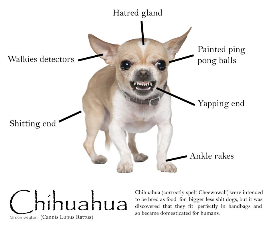 Маленькие злые собаки