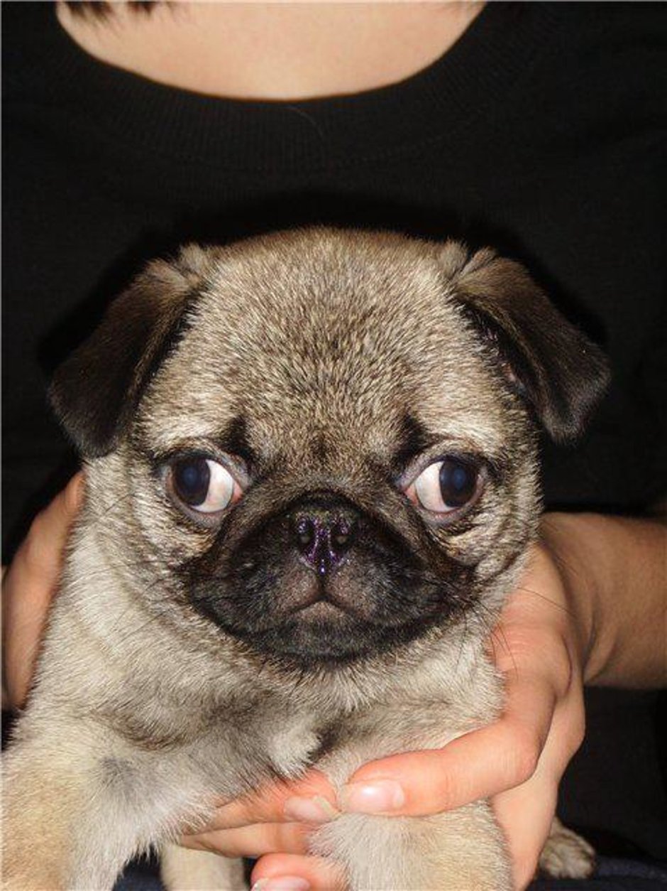 Косоглазый Мопс