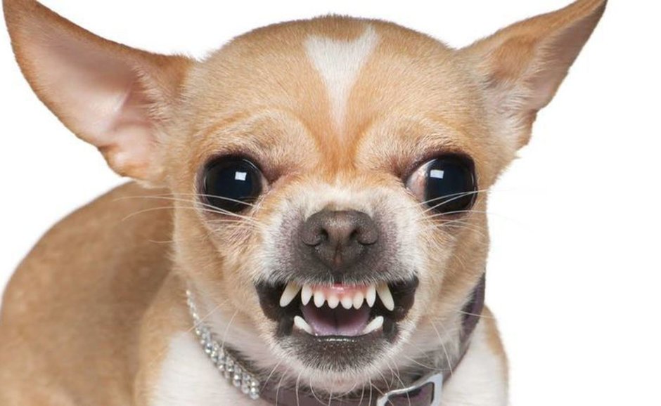 Чихуахуа мини