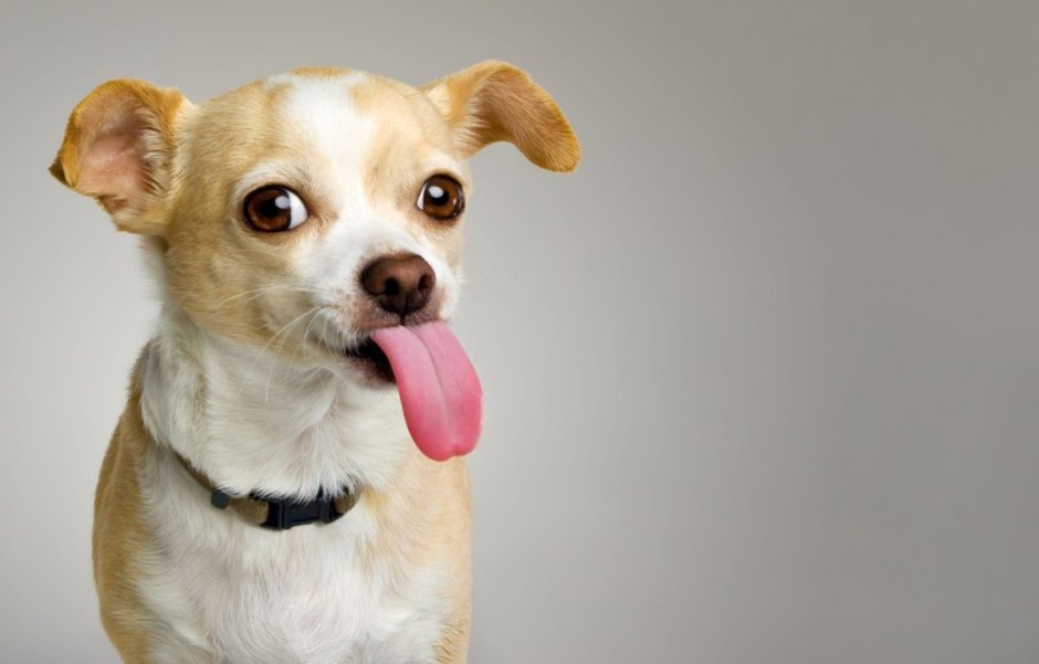 Пучеглазая собачка чихуахуа