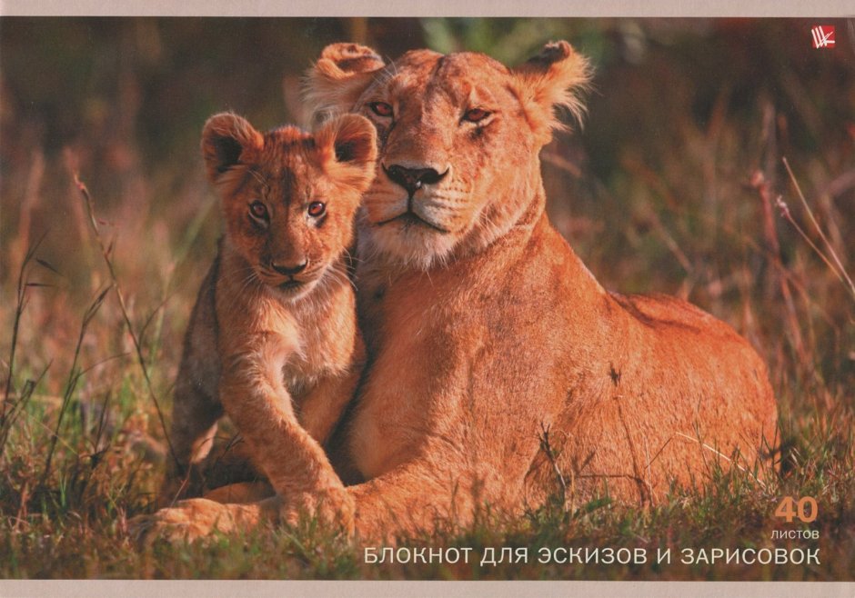 Львица с 3 львятами