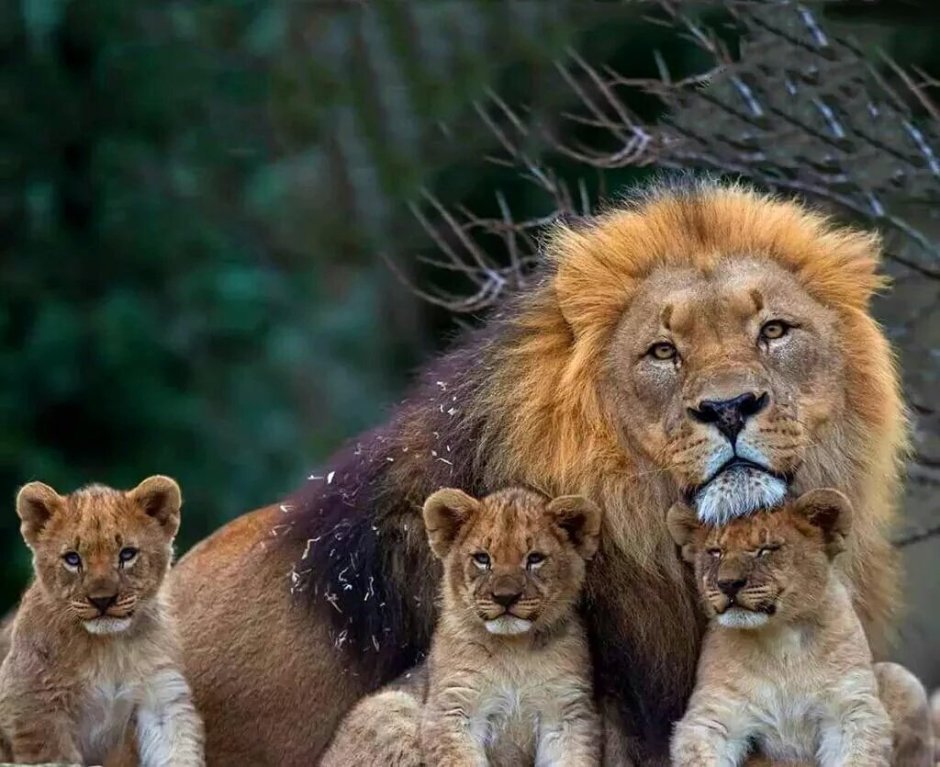 Лев львица и Львенок