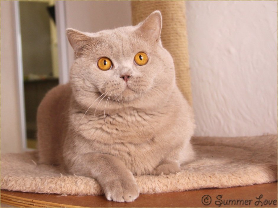 Шотландский вислоухий кот морда
