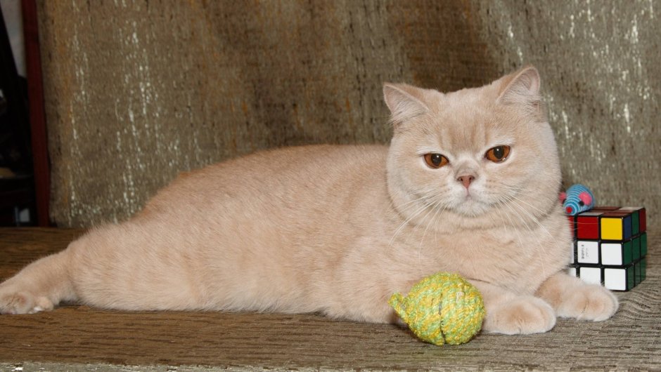 Лиловый котенок шотландец