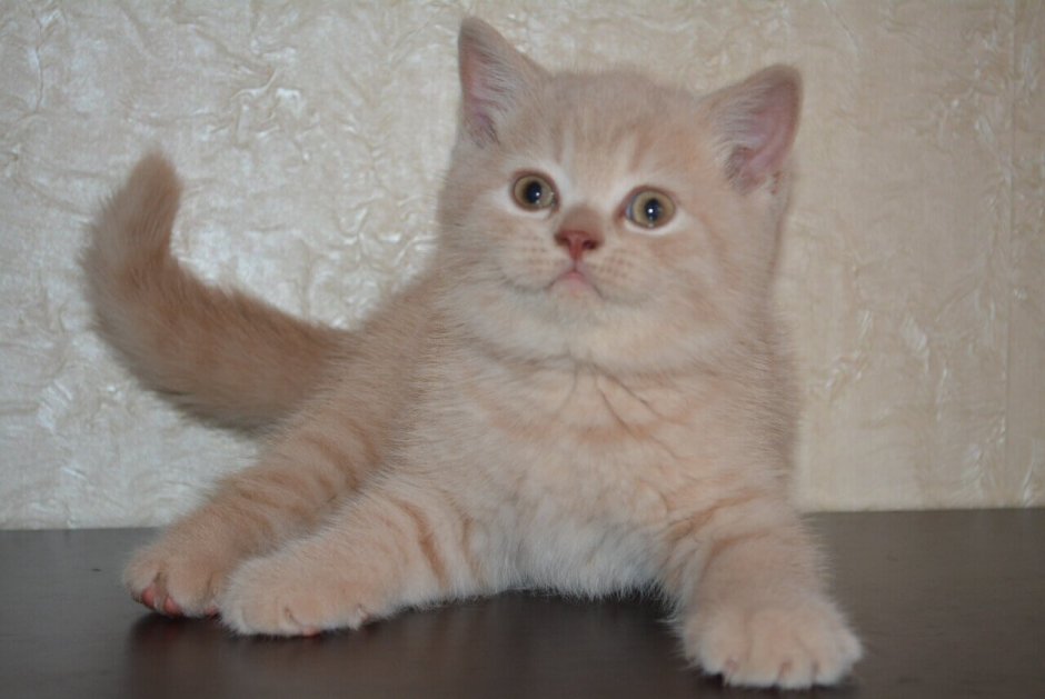 Шотландский скоттиш страйт лиловый