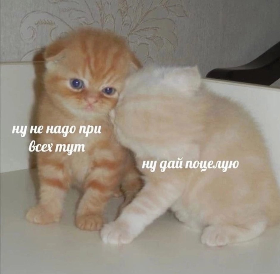 Шотландская вислоухая (или скоттиш-фолд)