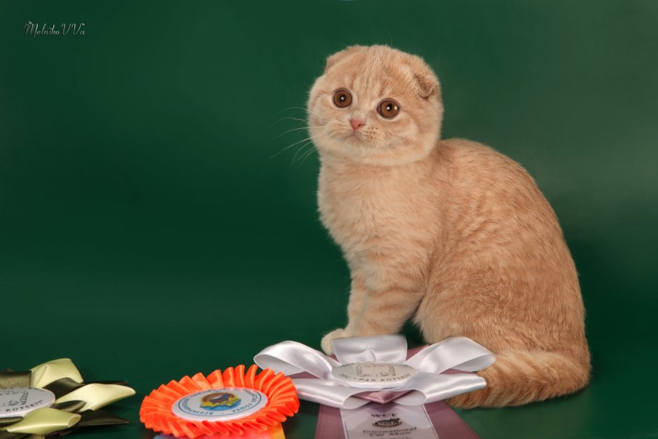 Шотландская вислоухая кошка