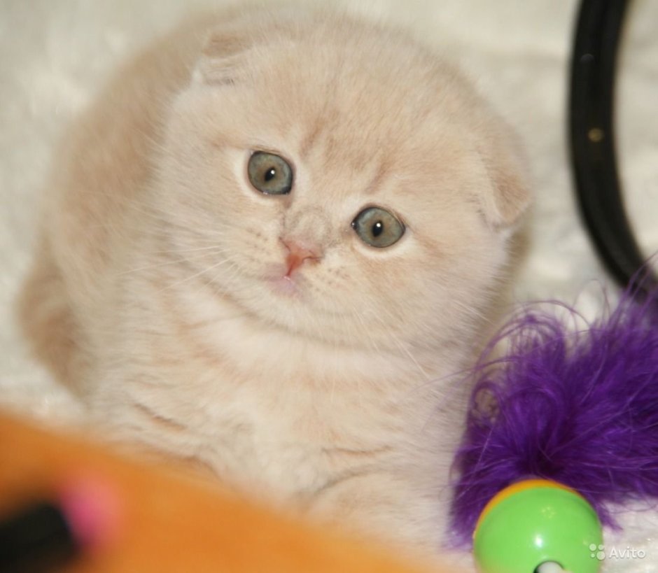 Шотландский скоттиш фолд персиковый