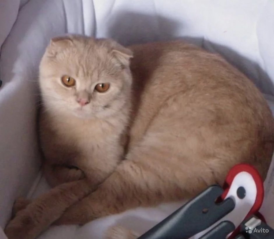 Шотландская вислоухая кошка