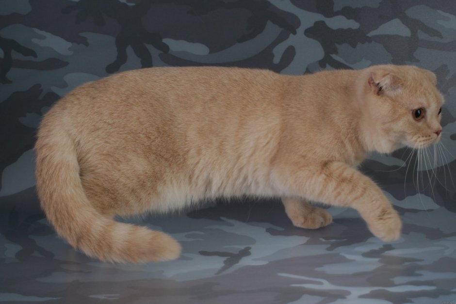 Королевский вислоухий кот