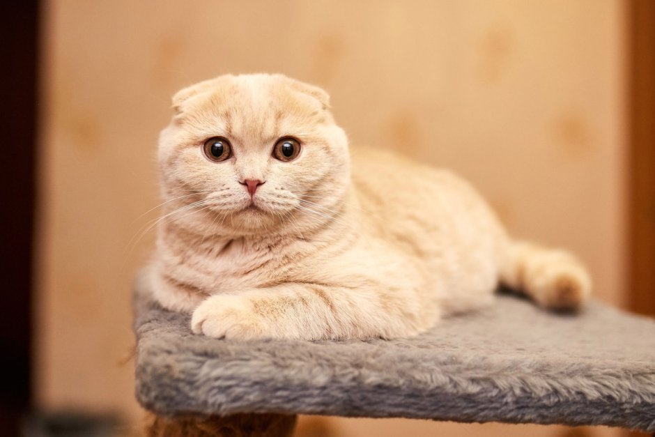 Скоттиш страйт персиковый